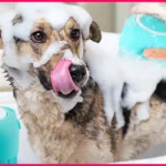 Can Dog Annual Vaccinations Be Done During Dental Cleaning?