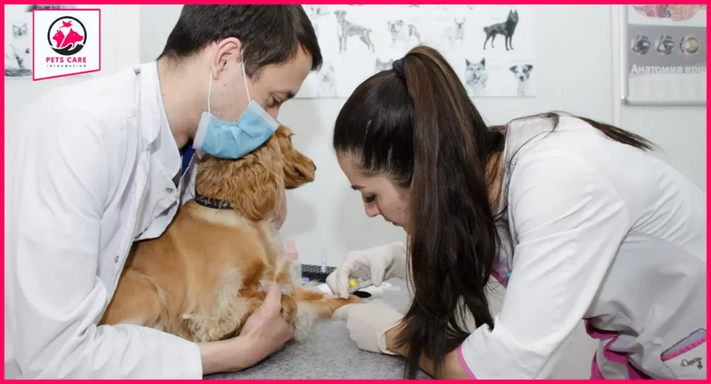 Can Dog Annual Vaccinations Be Done During Dental Cleaning?