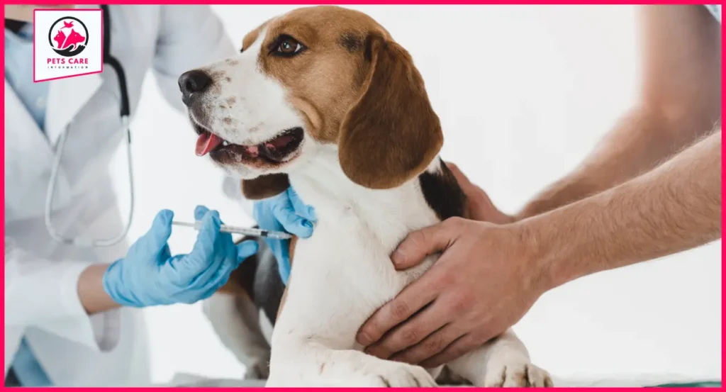 Can Dog Annual Vaccinations Be Done During Dental Cleaning?