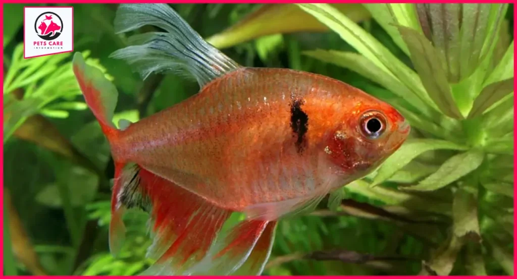 chilli mosquito rasbora for sale