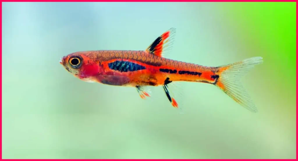 chilli mosquito rasbora for sales