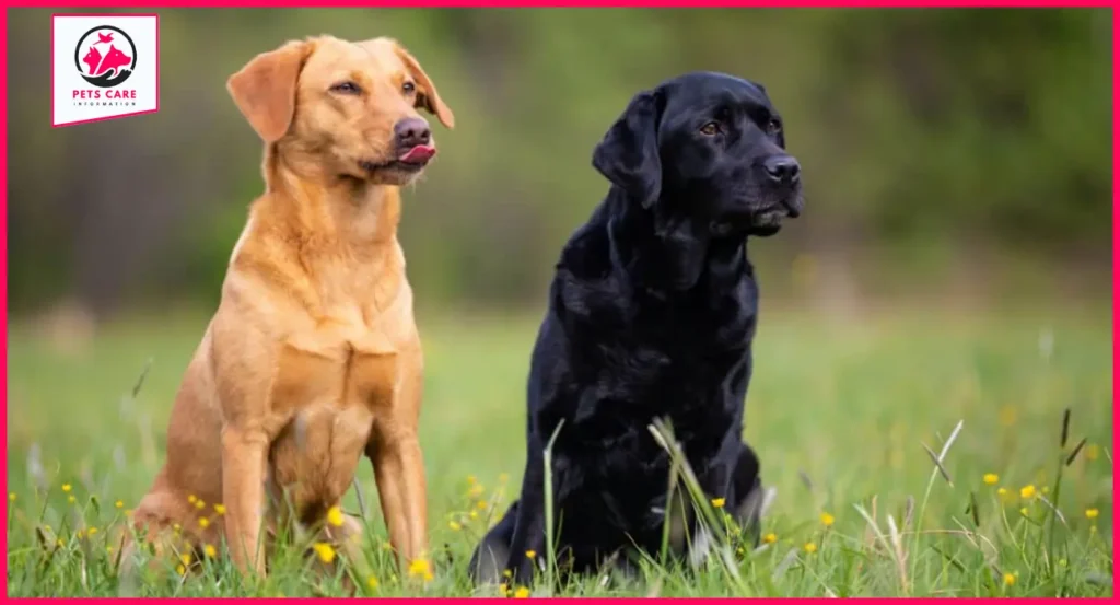 fox red labrador retriever puppies