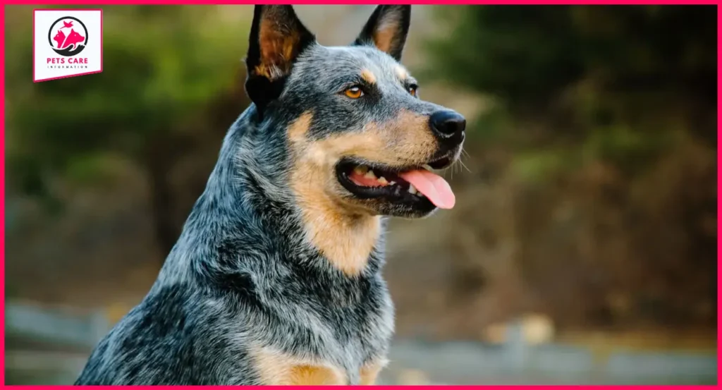 hanging tree cattle dog for sale