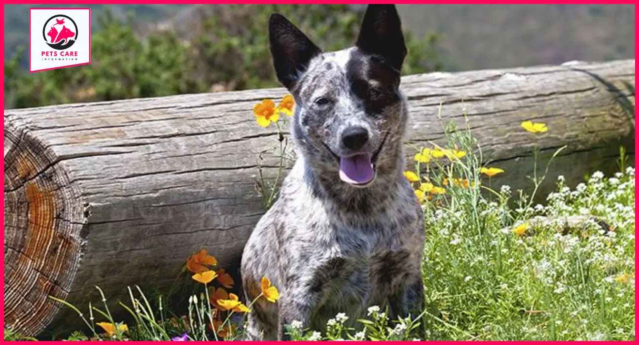 hanging tree cattle dog