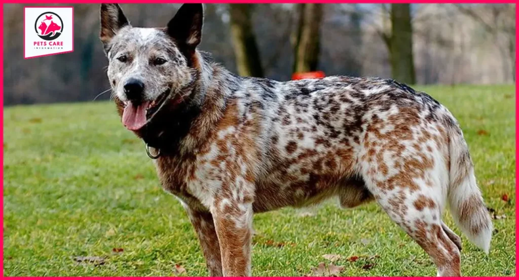 hanging tree cattle dogs