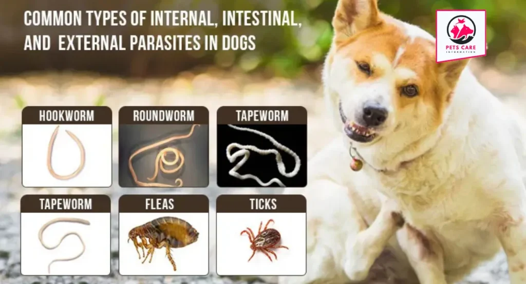 hookworm disease in dogs