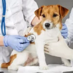 What Are the Telltale Signs Your Dog Needs to Be Neutered?