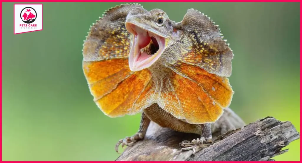 how much do frilled dragons cost