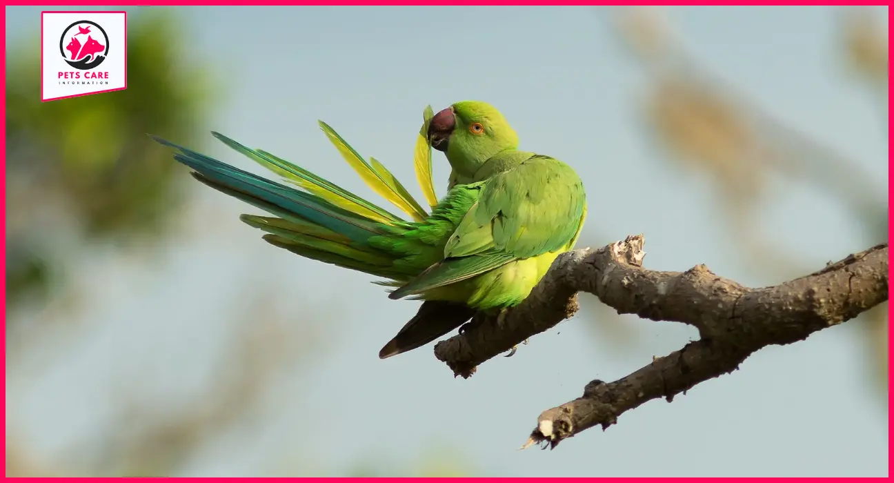 indian ringneck parakeet for sale