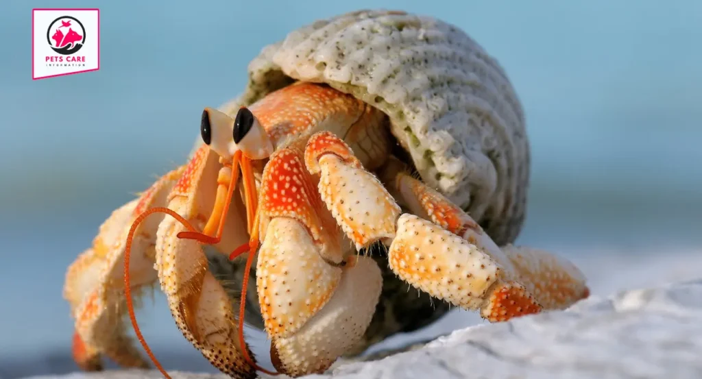 painted hermit crab shells