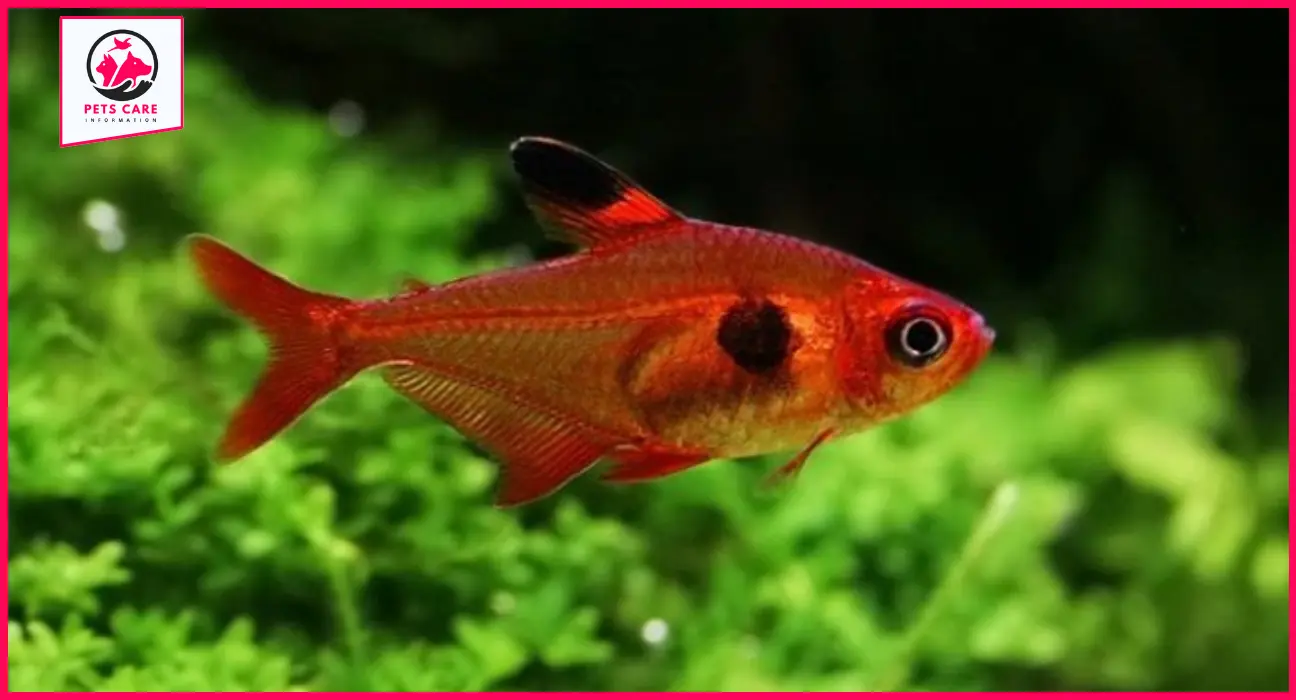 red chilli mosquito rasbora for sale