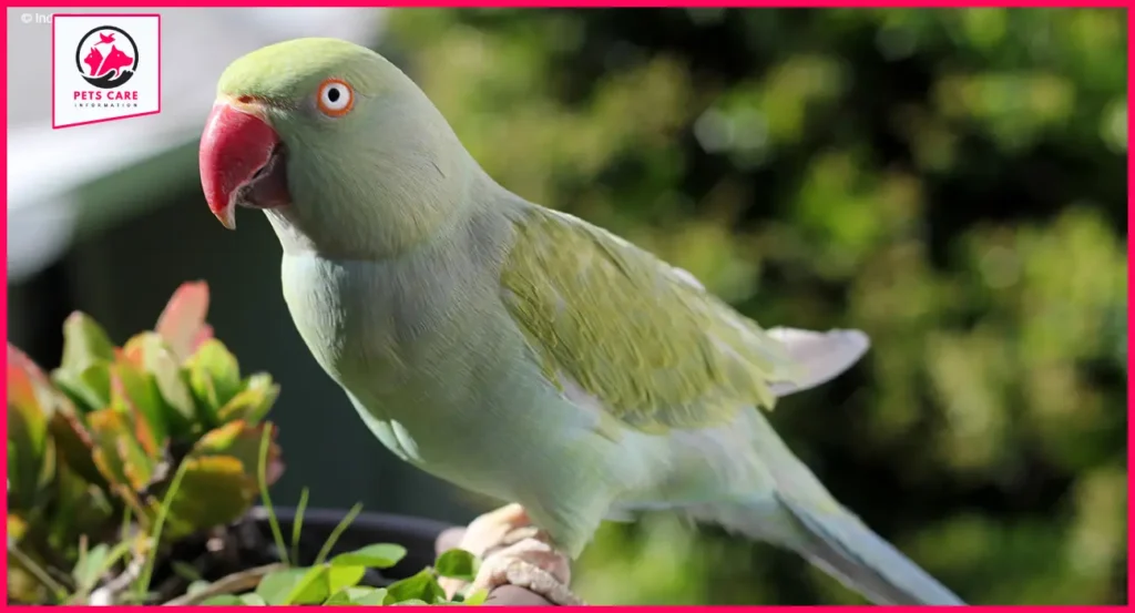 violet indian ringneck parakeet for sale