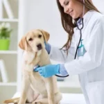 What Are the Telltale Signs Your Dog Needs to Be Neutered?