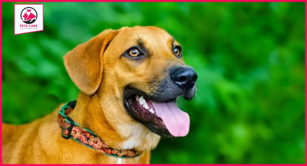 Why is My Dog Panting at Night? | Pet Health Guide