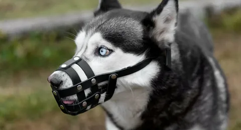 small dog muzzle